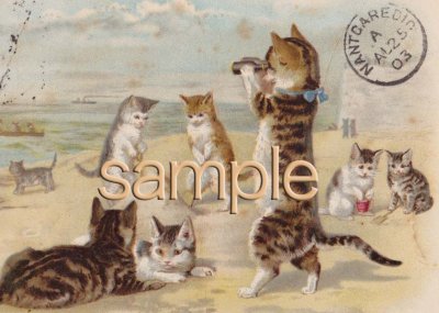 画像1: イギリス Antique postcard *H.マグワイヤー*浜辺で遊ぶネコ達