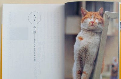 画像2: 旅猫?MEET THE CATS AROUND THE WORLD（講談社文庫）