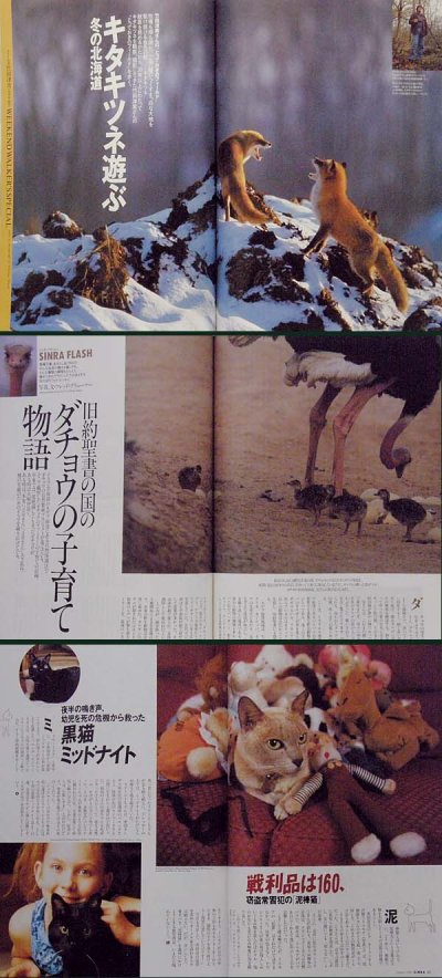 画像3: SINRA シンラ No.49 1998年1月号