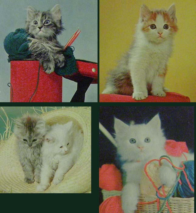 60 70 Kitten Sポストカード ネコ 猫 ねこ 子猫 ヴィンテージポストカード レトロポップ 古写真 絵はがき 古い絵葉書 アメリカ イギリス 長毛猫 茶トラ 白 キジトラ 茶白 シャム猫